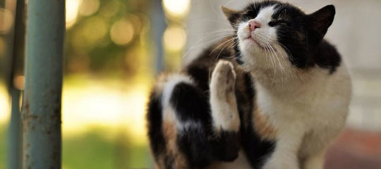 chats
