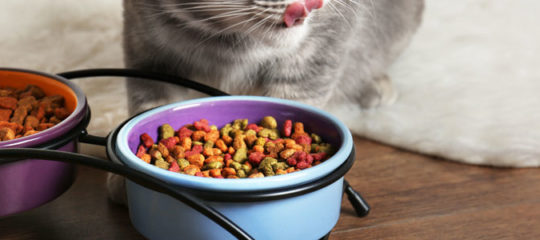 Croquettes pour chats et chiens