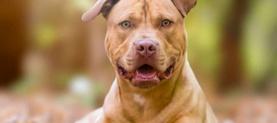 American Staffordshire