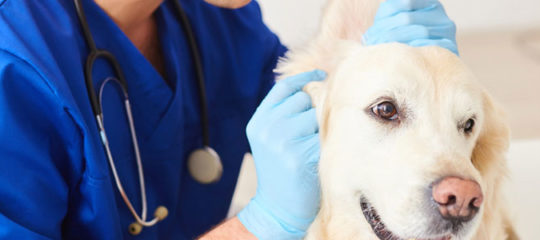 croûtes dans l’oreille de votre chien