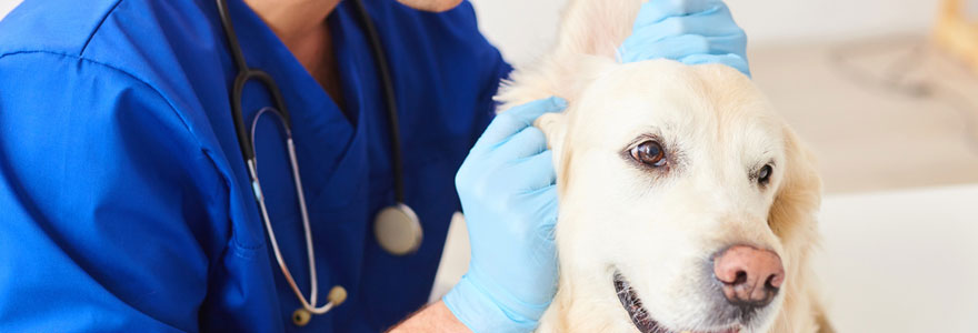 croûtes dans l’oreille de votre chien