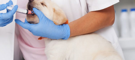 vermifuger son chien