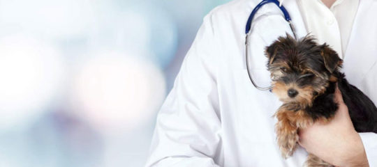 Soins vétérinaires