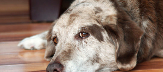 tumeur chez un chien