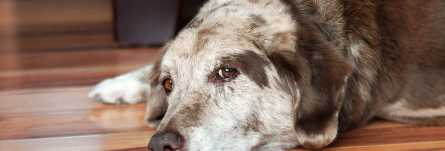 tumeur chez un chien