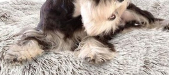 coussin apaisant