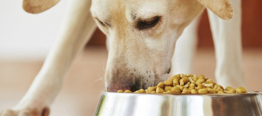 croquettes pour son chien
