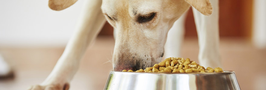 croquettes pour son chien