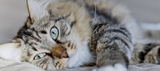 chat