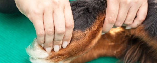 arthrose du chien