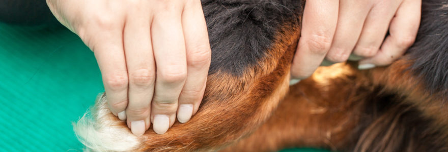 arthrose du chien