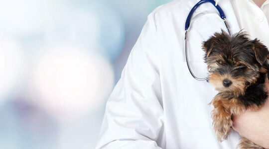 faire-appel-aux-services-d-un-veterinaire-a-domicile
