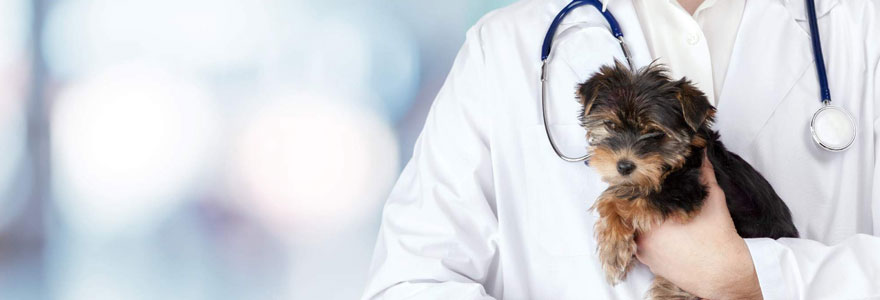 faire-appel-aux-services-d-un-veterinaire-a-domicile
