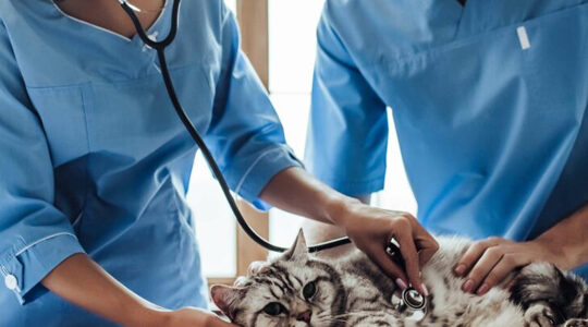 comment-trouver-le-veterinaire-le-plus-proche-de-votre-adresse
