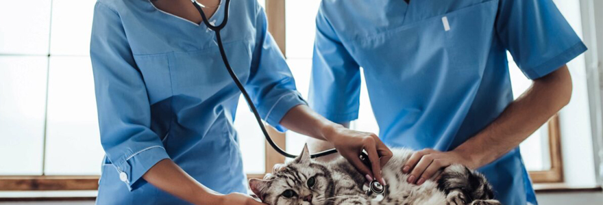 comment-trouver-le-veterinaire-le-plus-proche-de-votre-adresse